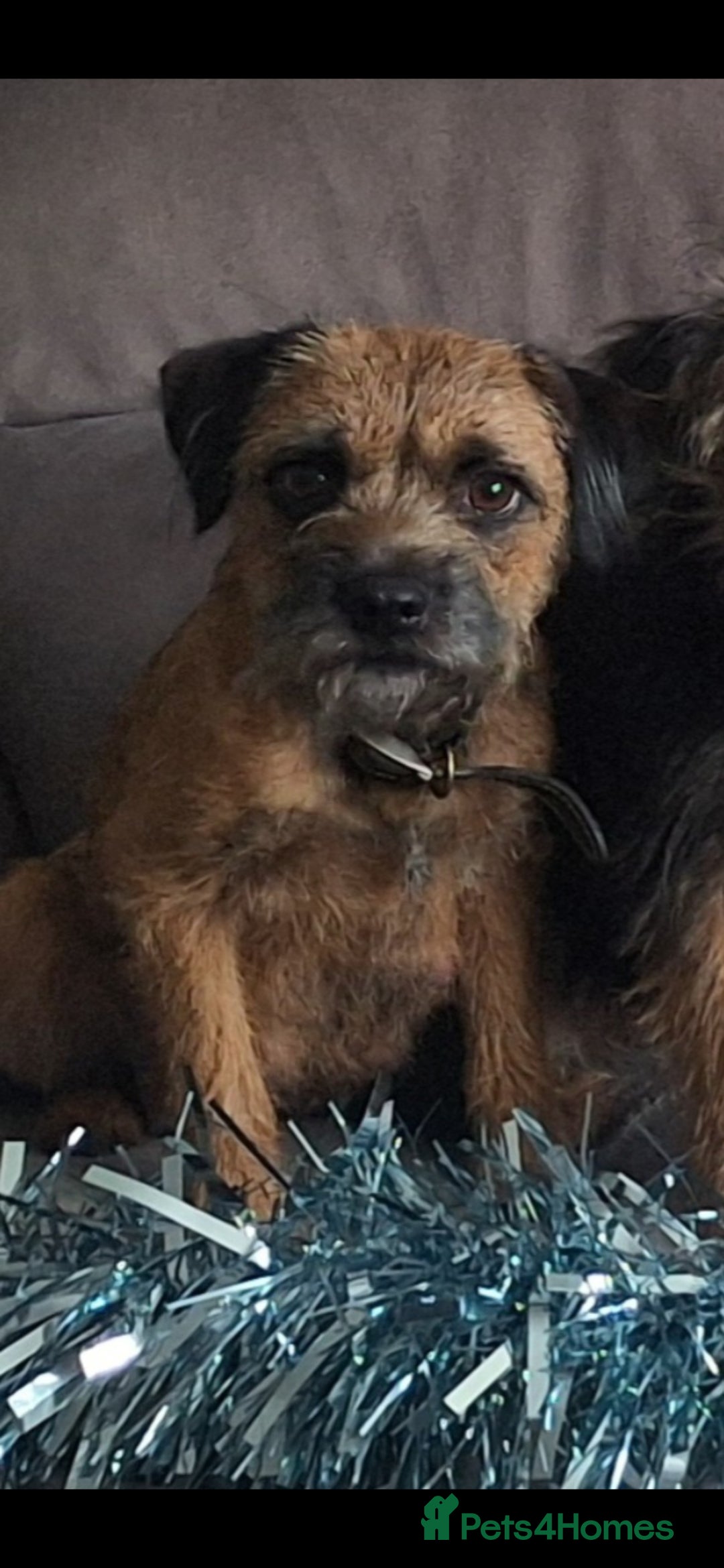 Border Terrier dogs for sale: Border Terrier Puppies - Advert 1