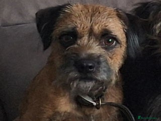 Border Terrier dogs Border Terrier Puppies - Advert 8