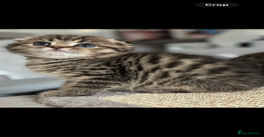 Scottish Fold cats - Advert 14