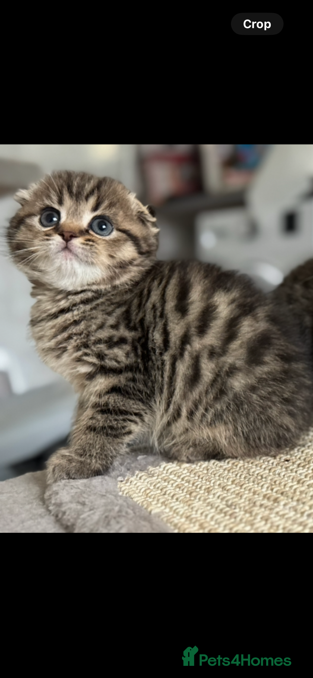 Scottish Fold cats for sale: Scottish Folds for Sale - Image 2