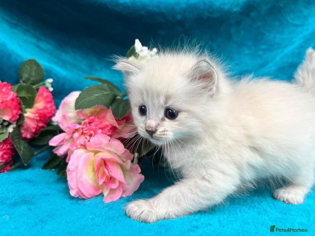 Siberian cats for sale: 🩵🩵Stunning Siberian Neva Masquerade Babies🩵🩵 - Image 21