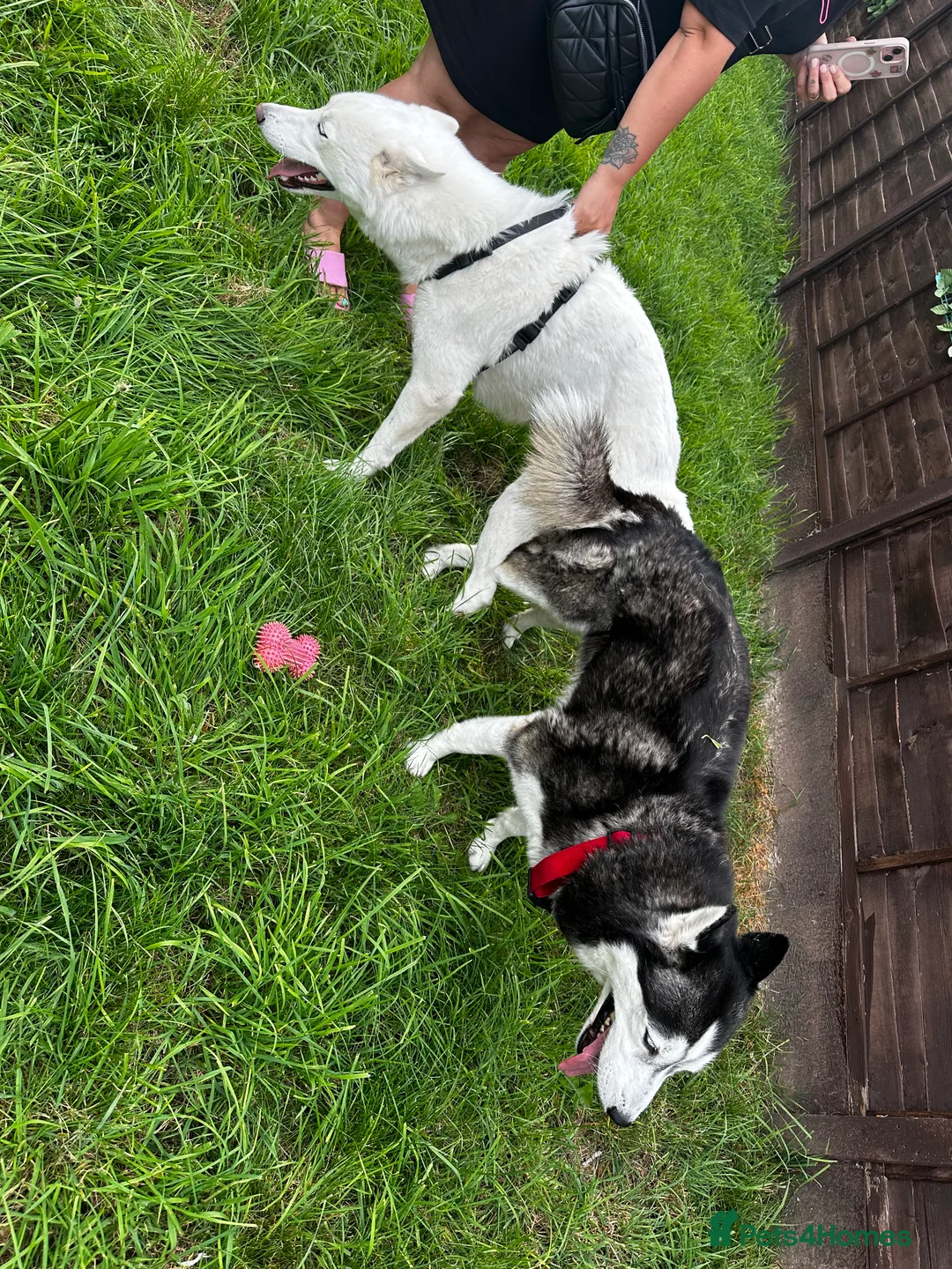 Siberian Husky dogs for stud: 🐺Lucky🐺 in Birmingham - Advert 31
