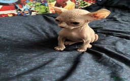 Sphynx cats for sale: Sphynx kittens  - Image 9
