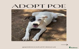 Mixed Breed dogs for sale: Mixed breed - Image 3