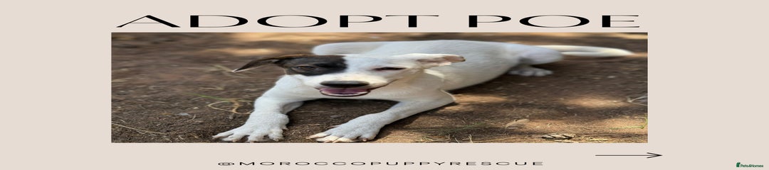 Poe