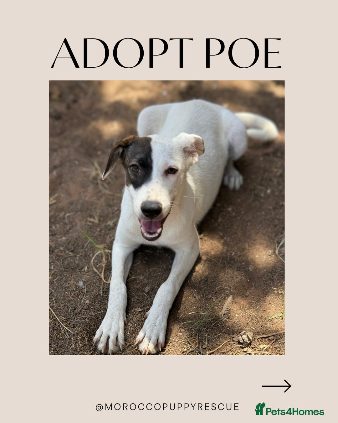 Mixed Breed dogs for sale: Mixed breed - Image 3