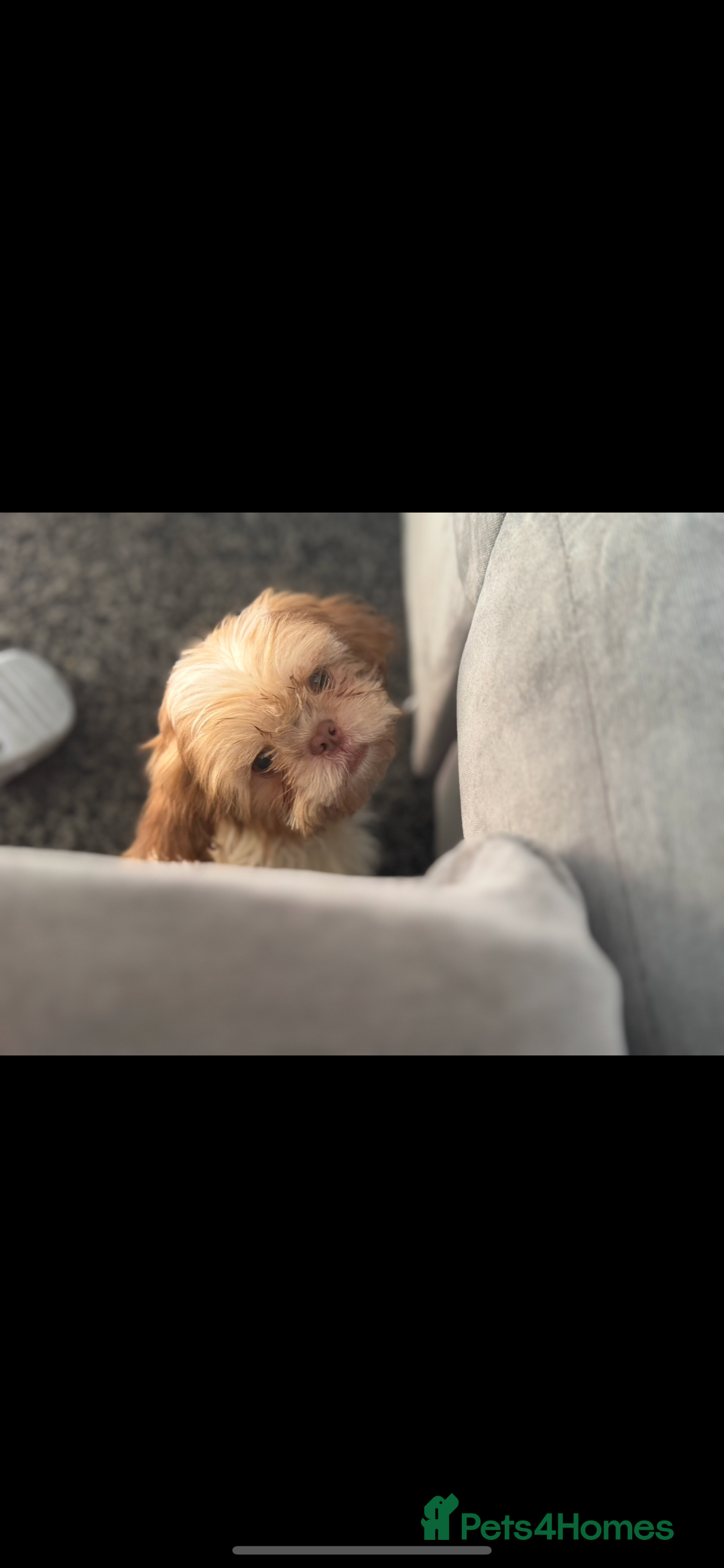 Shih Tzu dogs for sale: Puppy for sale  - Image 3