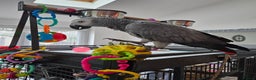 Parrots birds for sale: Very chatty African Grey parrot  - Advert 1