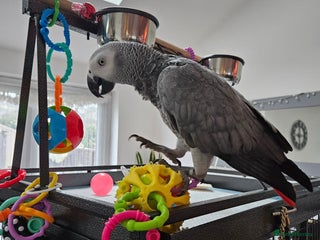 Parrots birds Very chatty African Grey parrot - Advert 1