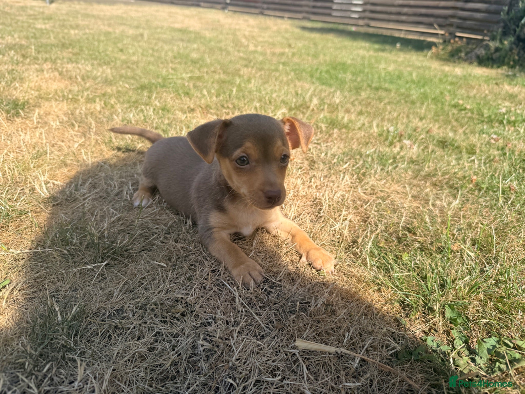 Jack Russell dogs Stunning girl pup Jack Russell  - Advert 1