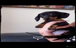 Miniature Dachshund dogs for sale: Miniature Dashund  - Image 2