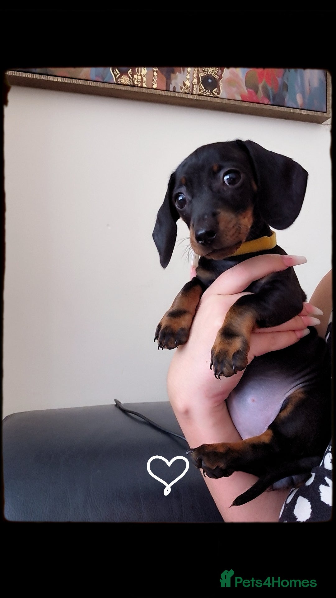 Miniature Dachshund dogs for sale: Miniature Dashund  - Image 2