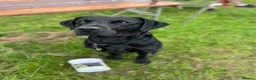 Labrador Retriever dogs for stud: Black Labrador Gun dog STUD- FernSpring River.  - Advert 4