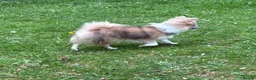 Chihuahua dogs for stud: Stunning Stud- Champion bloodline  - Advert 2