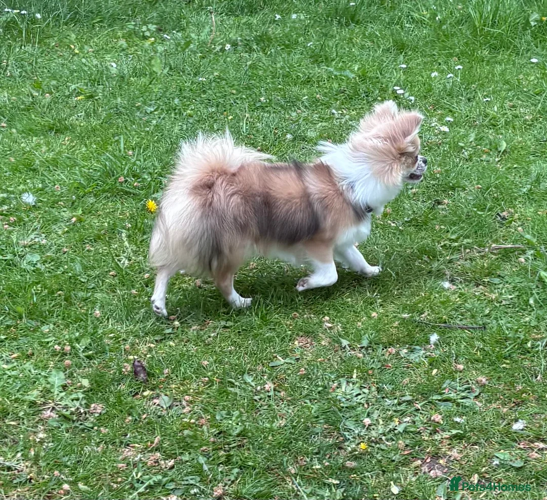 Chihuahua dogs for stud: Stunning Stud- Champion bloodline  - Advert 2