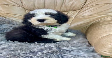 Old English Sheepdog dogs - Advert 2
