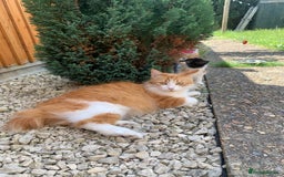 Mixed Breed cats for sale: Two girls and a boy Kuril bobtail mix - Image 31