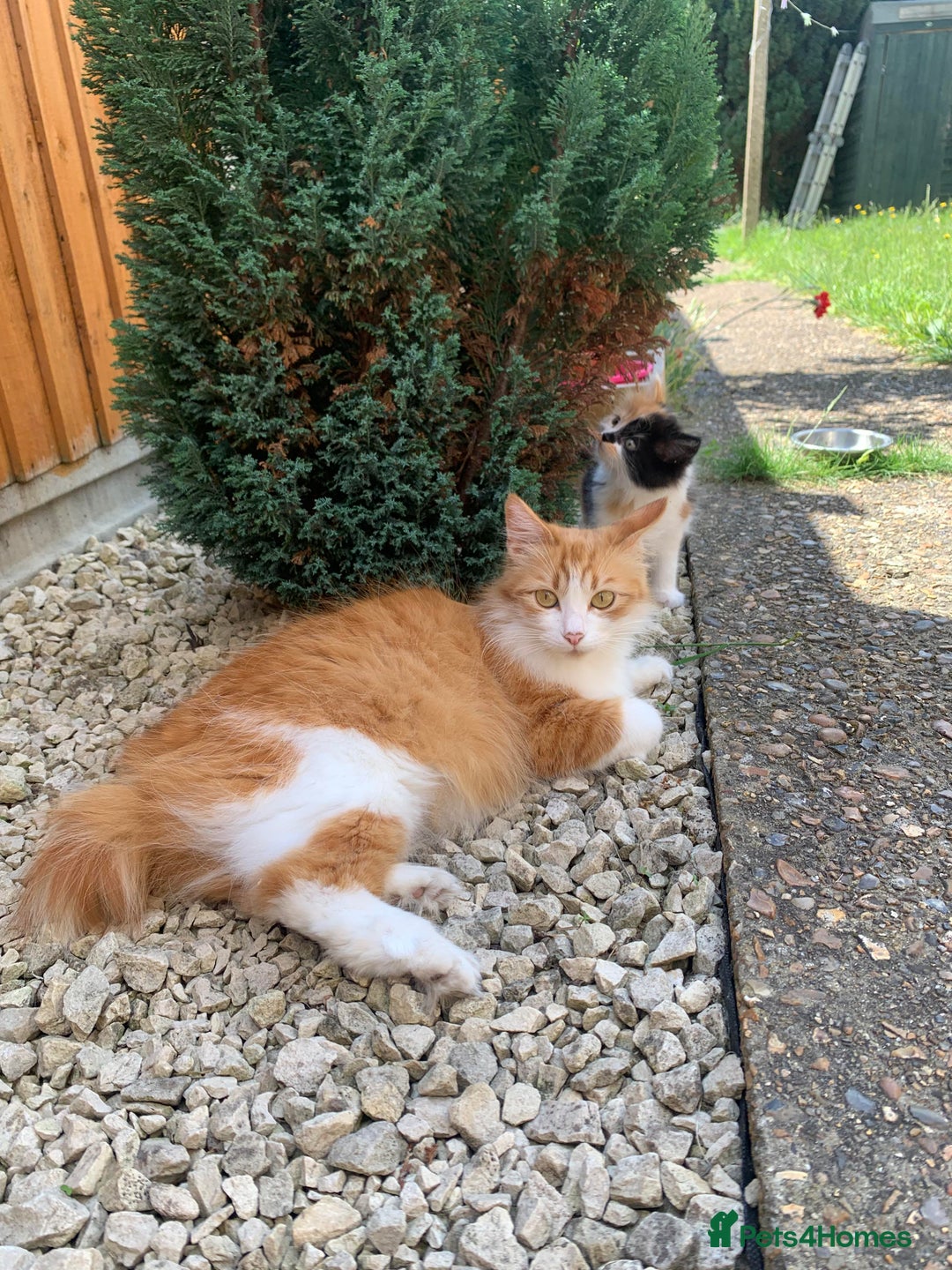Mixed Breed cats for sale: Two girls and a boy Kuril bobtail mix - Image 31