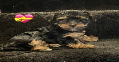 Yorkshire Terrier dogs - Advert 12