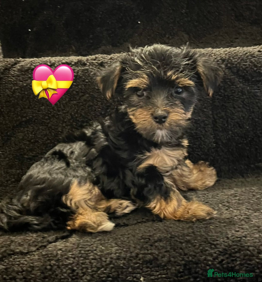 Yorkshire Terrier dogs for sale: Stunning Yorkshire Terrier puppies  - Image 2