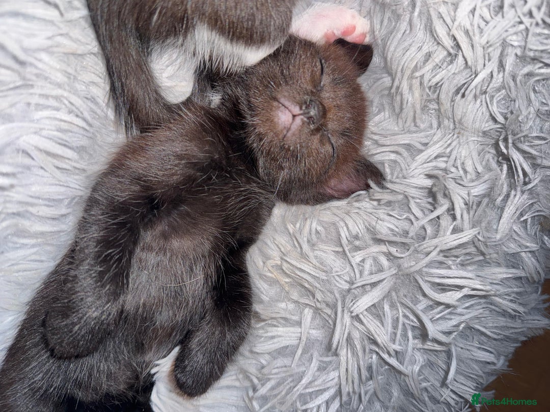 Mixed Breed cats for sale: 4 beautiful kittens, Bengal & British shorthair - Image 14