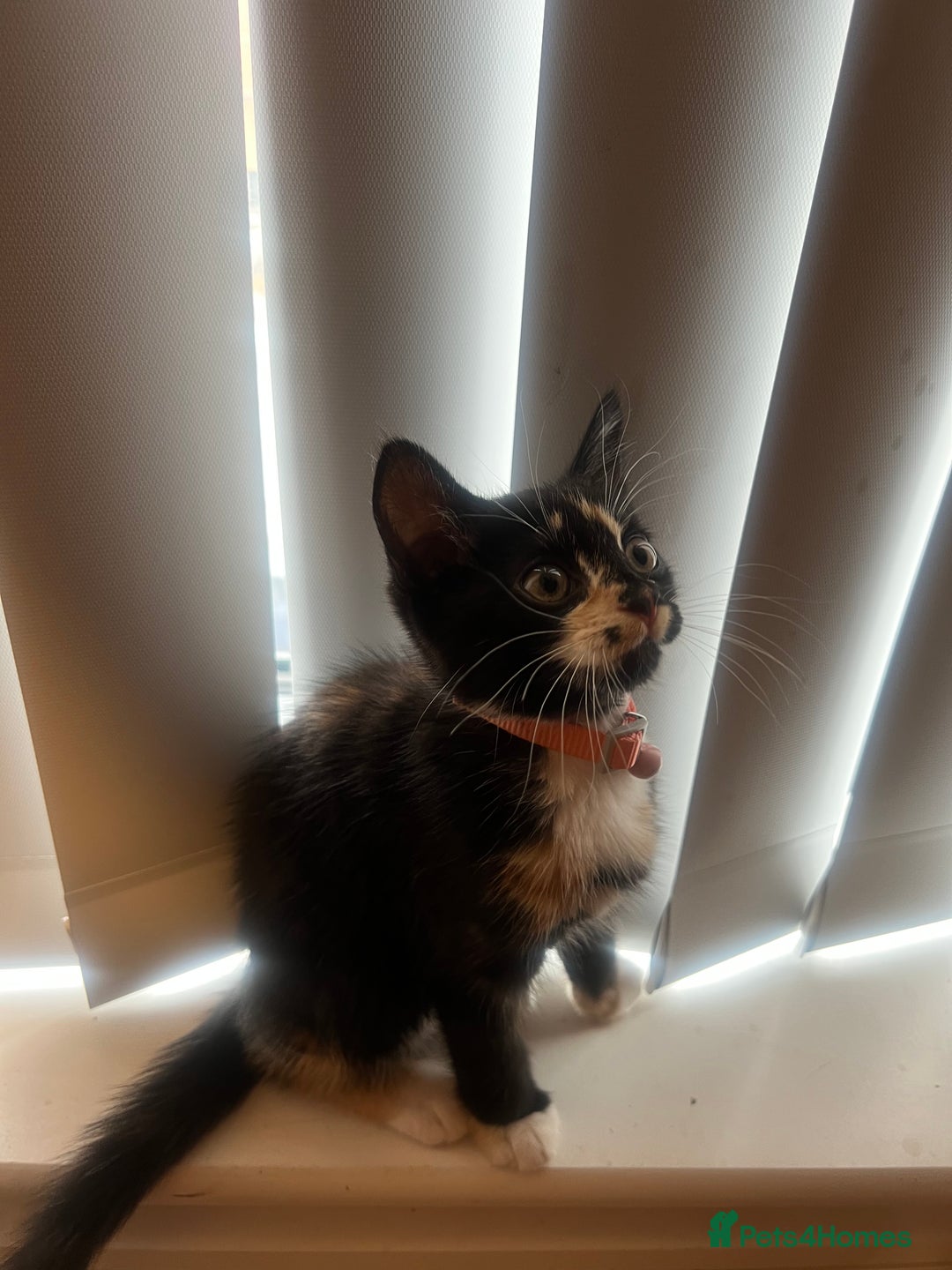 Turkish Angora cats for sale: Cute Baby Kitten Angora Breed - Image 4