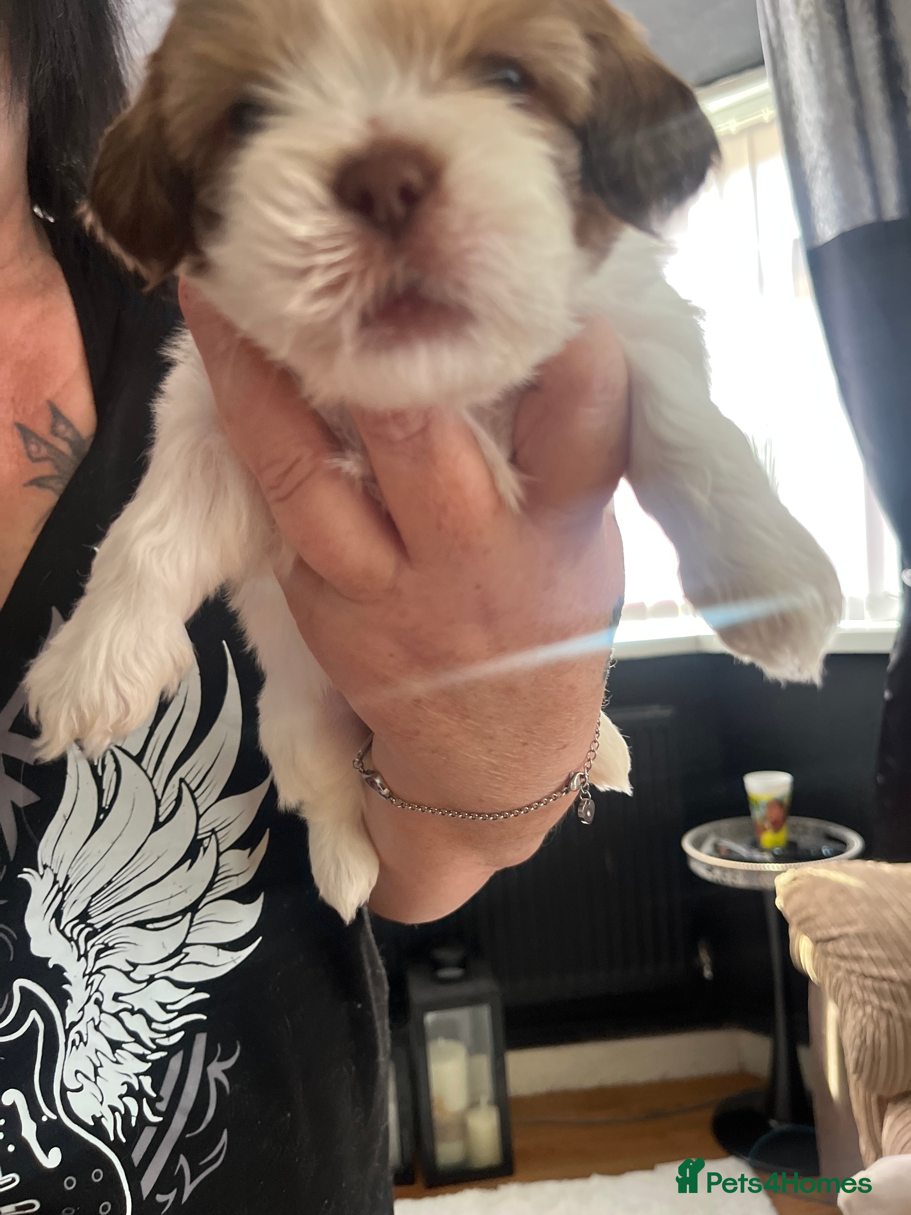 Shih Tzu dogs Shitzu puppies for sale  - Advert 5