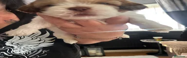 Shih Tzu 6