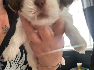Shih Tzu dogs Shitzu puppies for sale - Advert 1