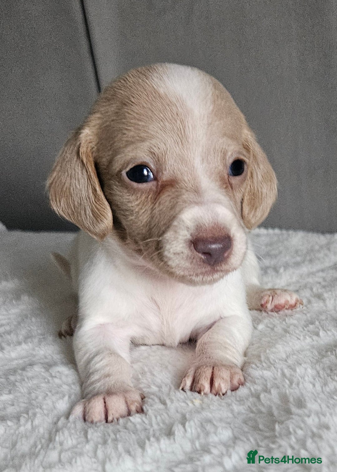 Miniature Dachshund dogs for sale: Ready to leave now kc miniature Dachshund puppies  - Advert 7