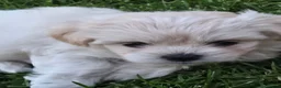 Mixed Breed dogs for sale: Long haired chihuahua x Bichon Frise  - Advert 10