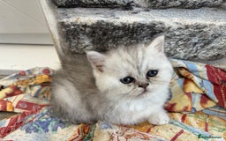 Persian cats for sale: Persian x kittens , 2 separate litters - Advert 8