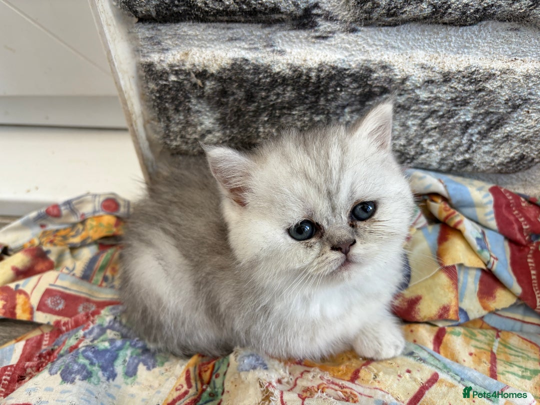 Persian cats for sale: Persian x kittens , 2 separate litters - Advert 8