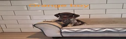 German Shorthaired Pointer dogs for sale: 🤎🤍 KC reg German Shorthaired Pointers 🤍🤎 - Advert 14
