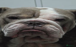 English Bulldog dogs for sale: English Bulldog 4yr old - Image 3