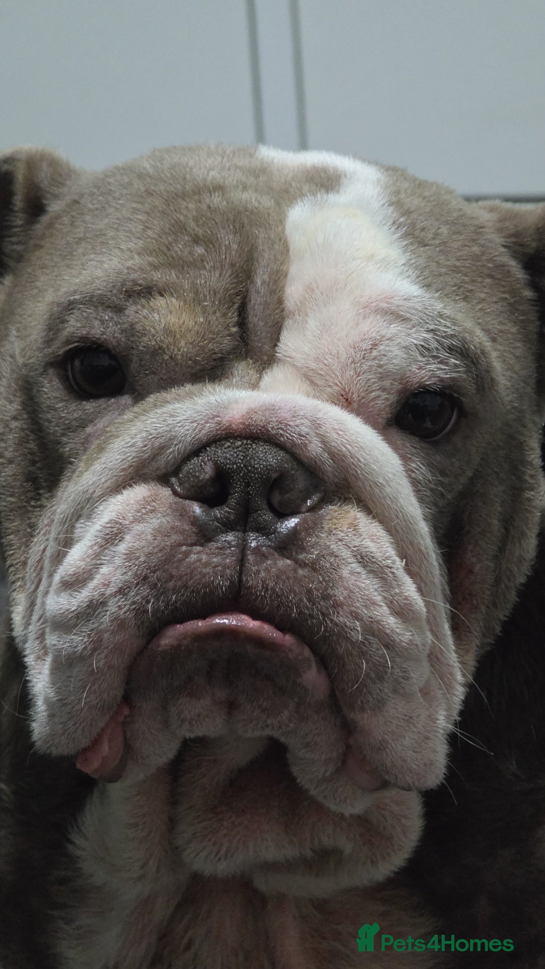 English Bulldog dogs for sale: English Bulldog 4yr old - Image 3