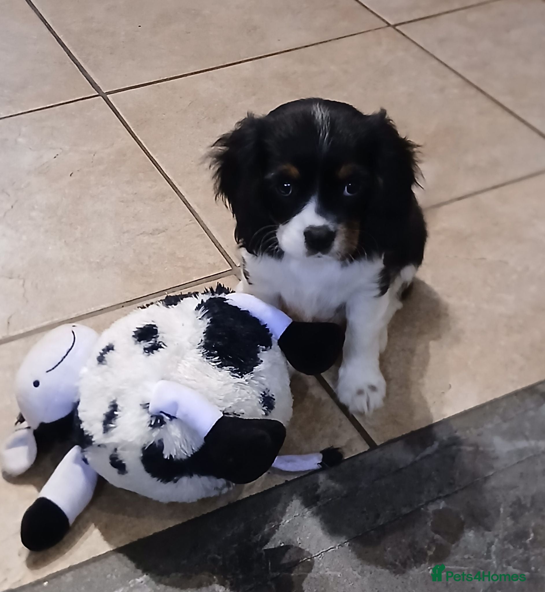 Cavalier King Charles Spaniel dogs Ready now - Advert 1