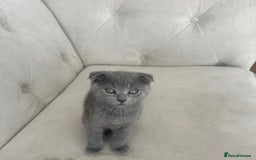 Scottish Fold cats for sale: Scottish fold kittens - Image 7