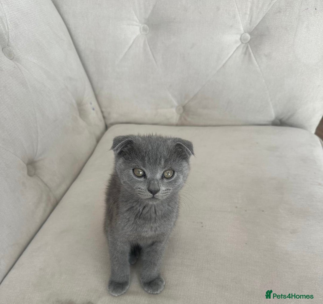 Scottish Fold cats for sale: Scottish fold kittens - Image 7