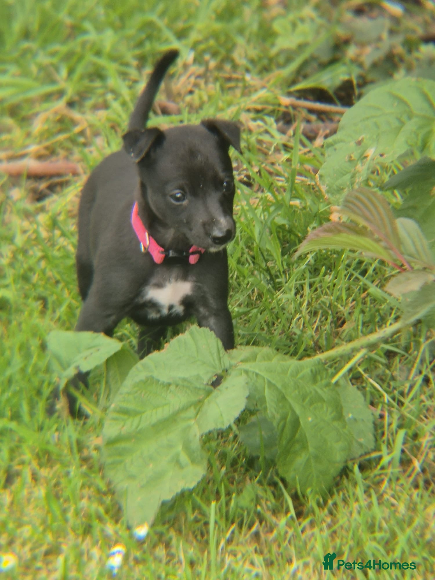 Whippet dogs for sale: Summer’s lovely puppies  in North Tawton - Advert 13