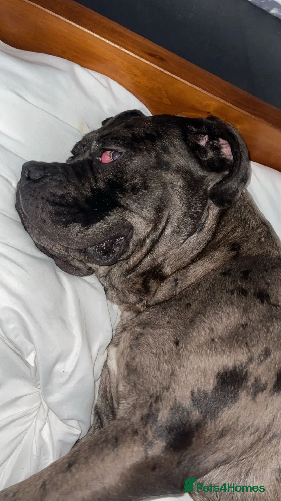 Cane Corso dogs for sale: Zeus the American Mastiff/Cane Corso in London - Advert 2