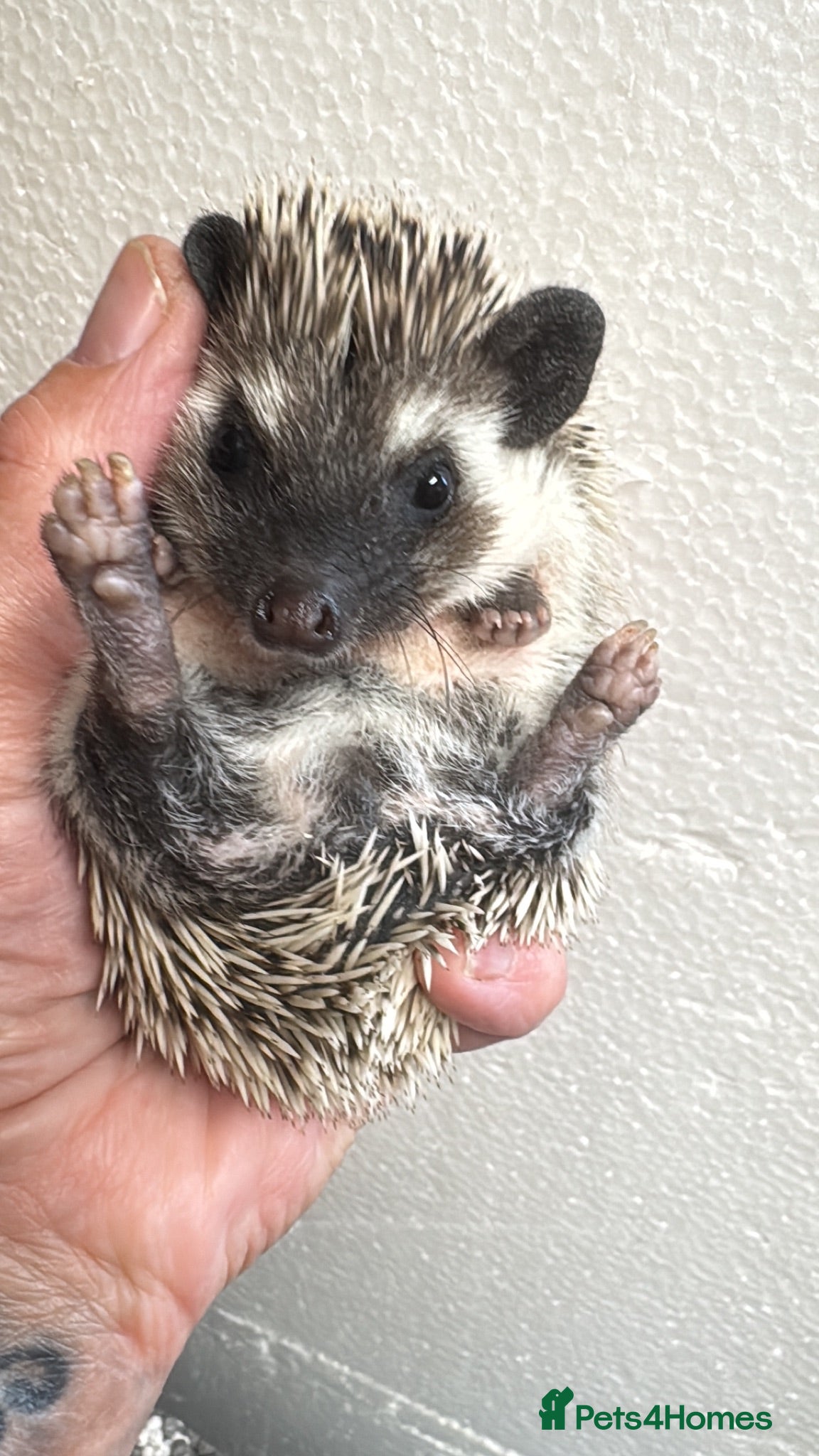 Pygmy Hedgehog rodents 8wk old APH babies various masks/ colours  - Advert 2