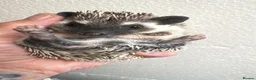 Pygmy Hedgehog rodents for sale: 8wk old APH babies various masks/ colours  - Advert 12