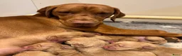 Hungarian Vizsla dogs for sale: Hungarian Vizsla (Bert) - Advert 6