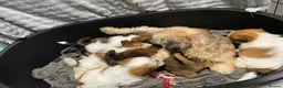 Malshi dogs for sale: 🐶💕 GORGEOUS MALSHI PUPPIES 💕🐶 - Advert 3