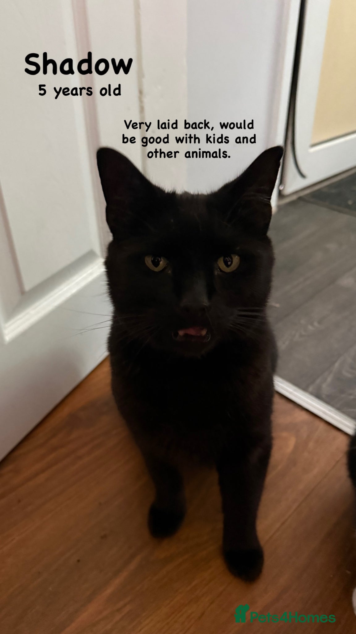 British Shorthair cats Cats for adoption FREE - Advert 7