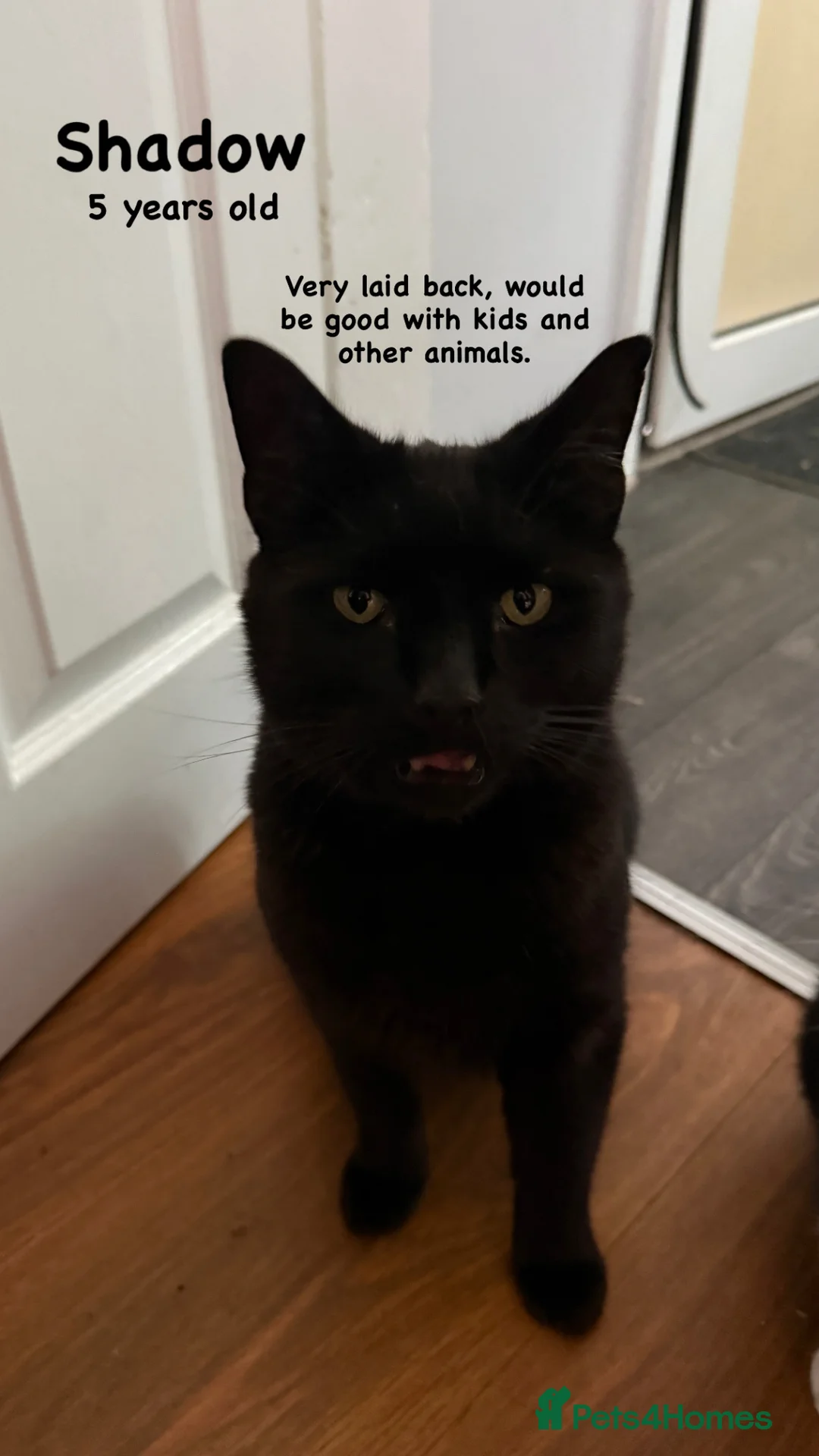 British Shorthair cats for sale: Cats for adoption FREE - Advert 1