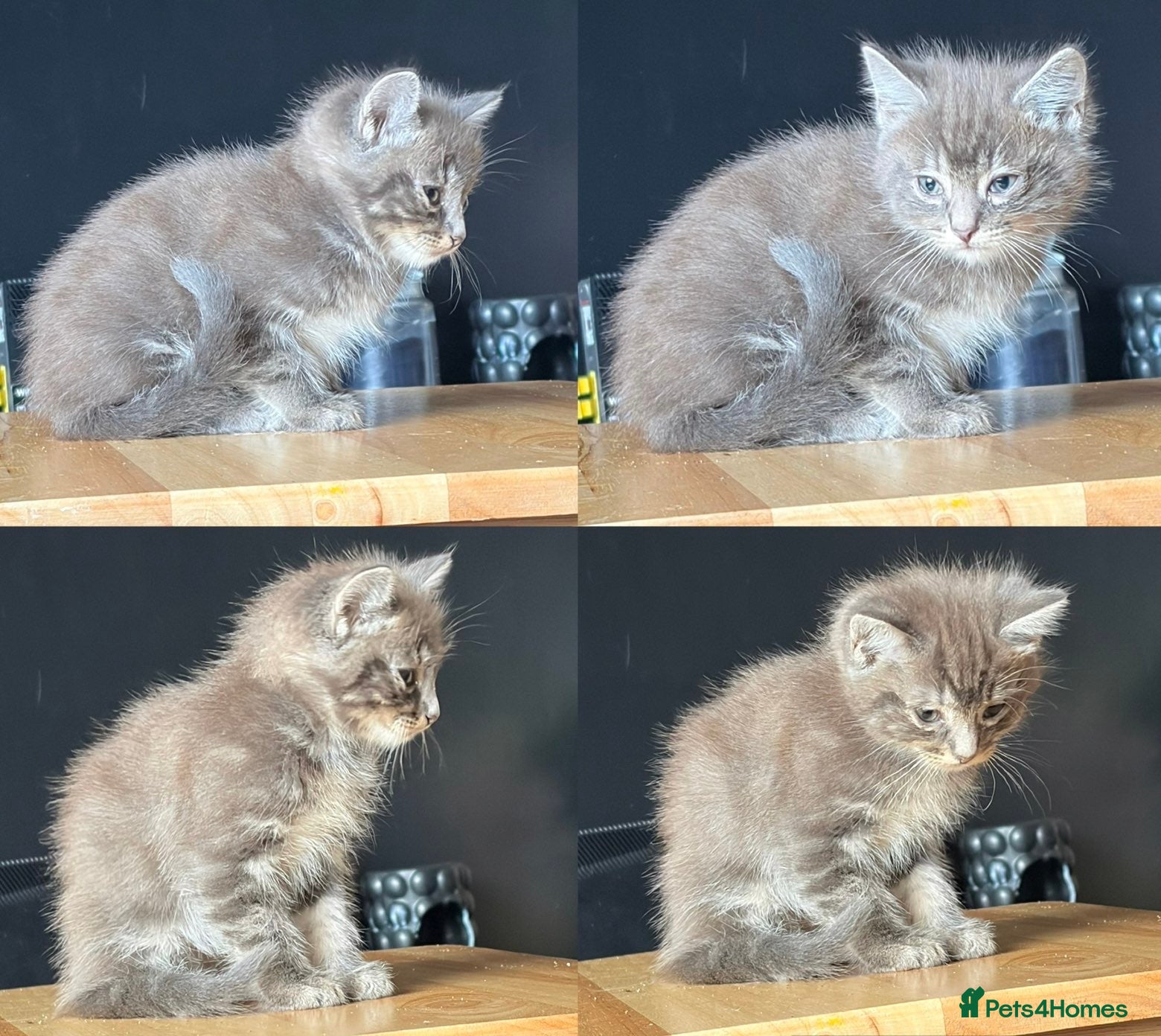 Mixed Breed cats Ragdoll X British short haired kittens READY TO GO - Advert 1