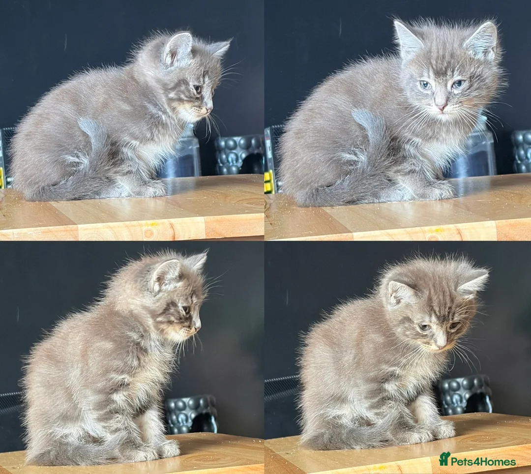 Mixed Breed cats for sale: Ragdoll X British short haired kittens READY TO GO in Wigan - Advert 1