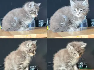 Mixed Breed cats Ragdoll X British short haired kittens READY TO GO - Advert 1